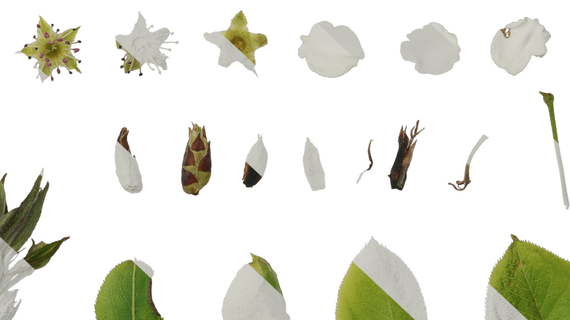 Anydrafts Pyrus Atlas 02 Texture_7