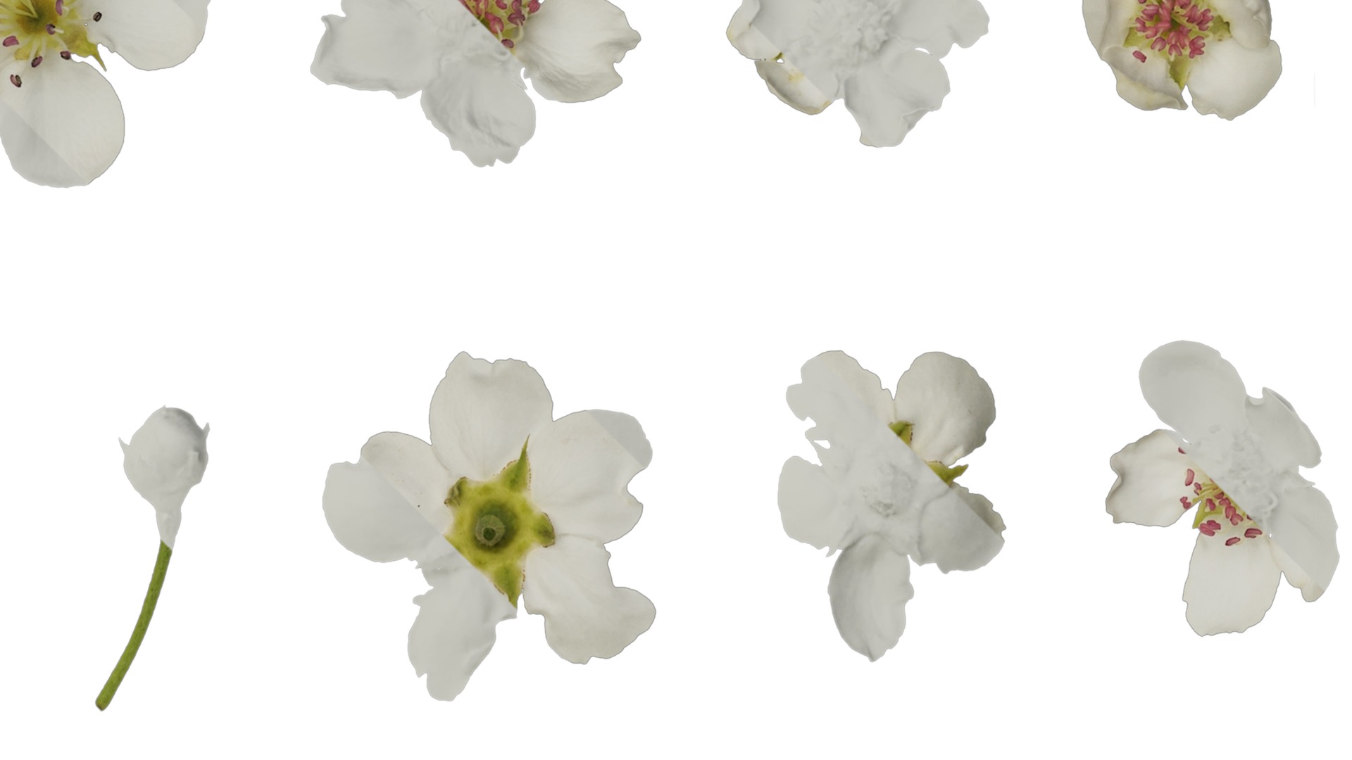 Anydrafts Pyrus Atlas 02 Texture_2