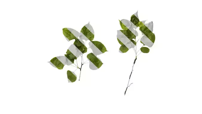 Anydrafts Pyrus Atlas 18