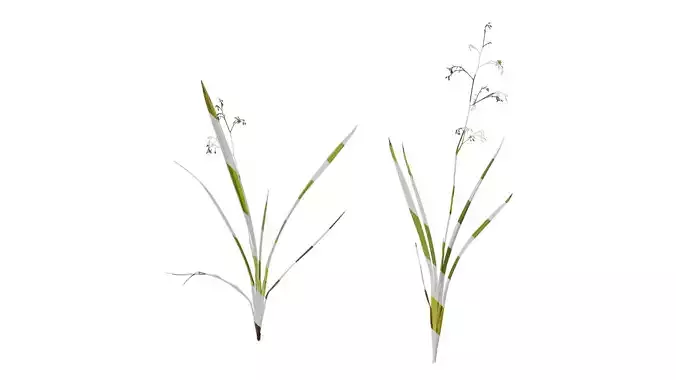Anydrafts Dianella ensifolia white variegated Atlas 01