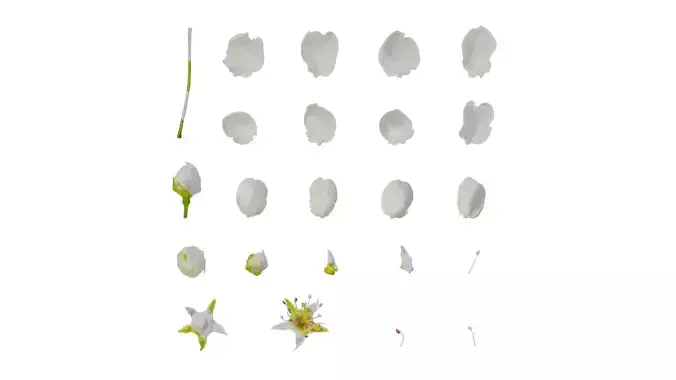 Anydrafts Pyrus Flower 02