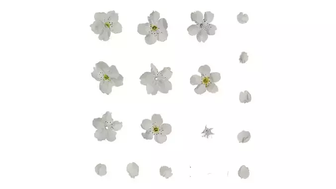 Anydrafts Pyrus Flower 12