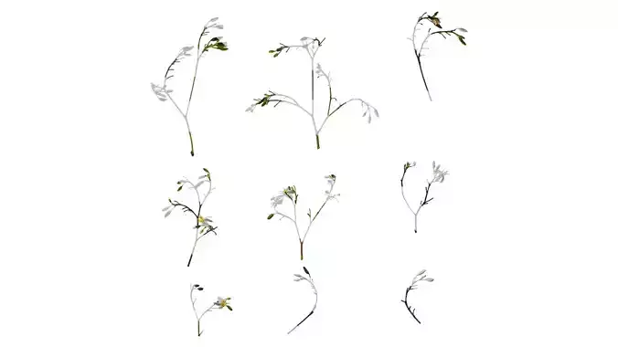 Anydrafts Dianella ensifolia white variegated Atlas 02