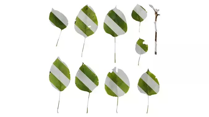 Anydrafts Pyrus Leaf 01