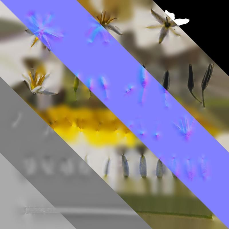 Anydrafts Dianella ensifolia white variegated Flower 01 Texture_8