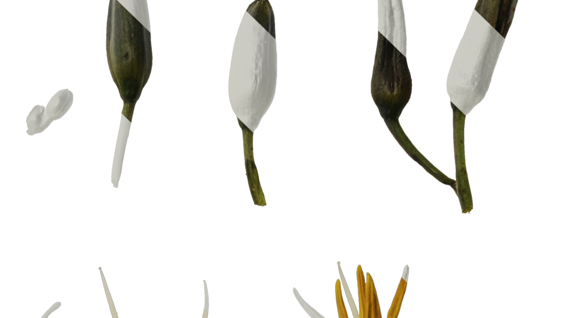 Anydrafts Dianella ensifolia white variegated Flower 01 Texture_4