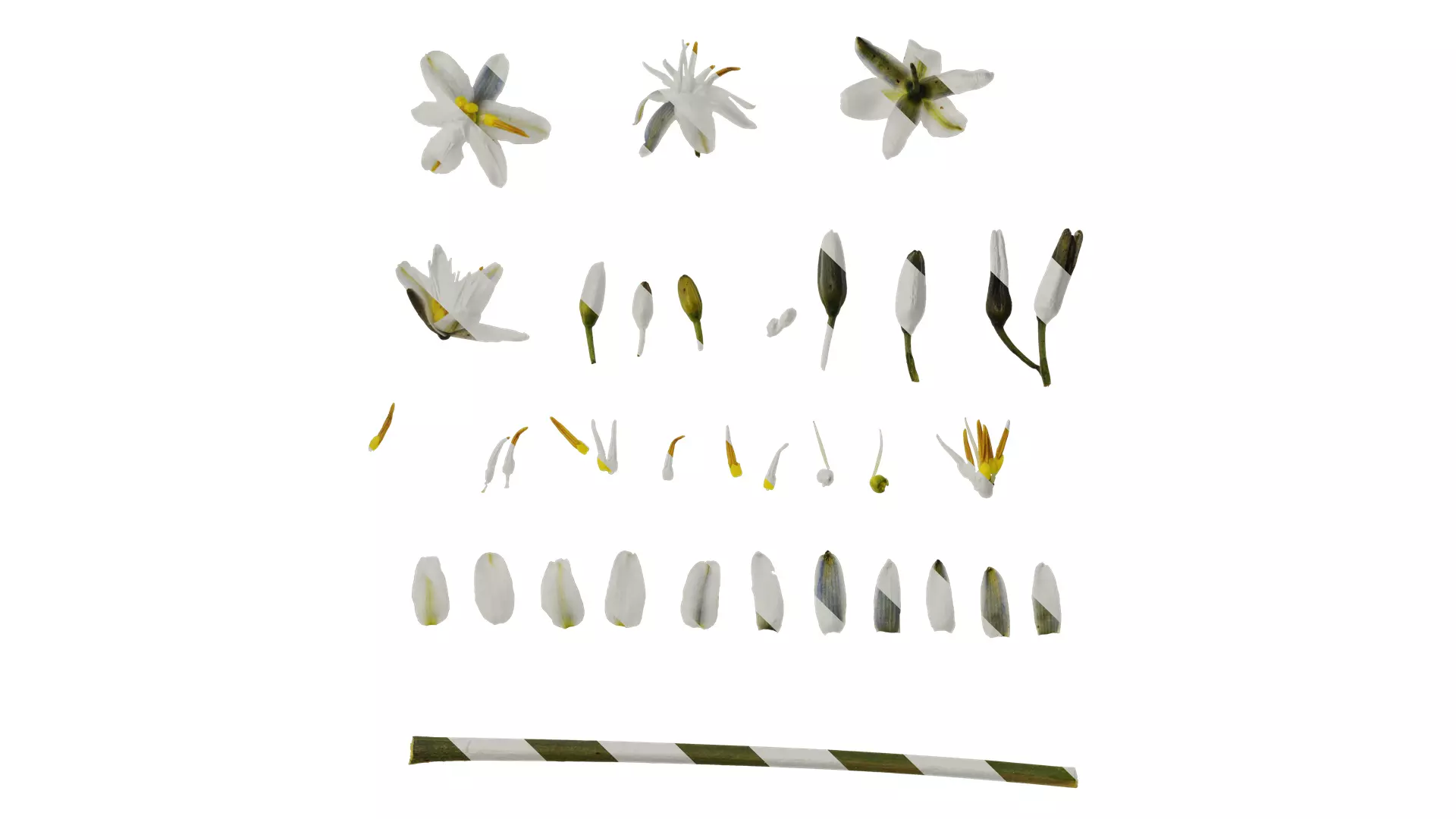 Anydrafts Dianella ensifolia white variegated Flower 01 Texture_0