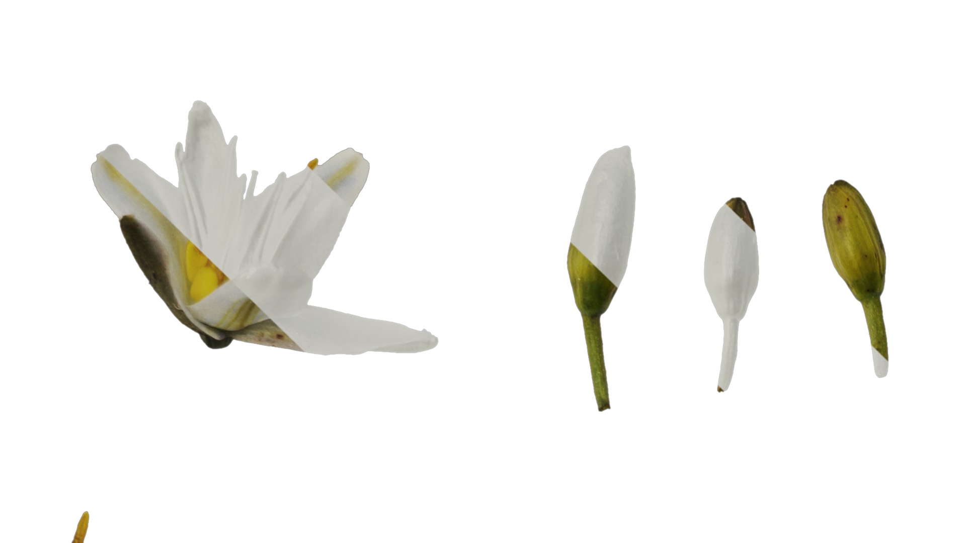 Anydrafts Dianella ensifolia white variegated Flower 01 Texture_3