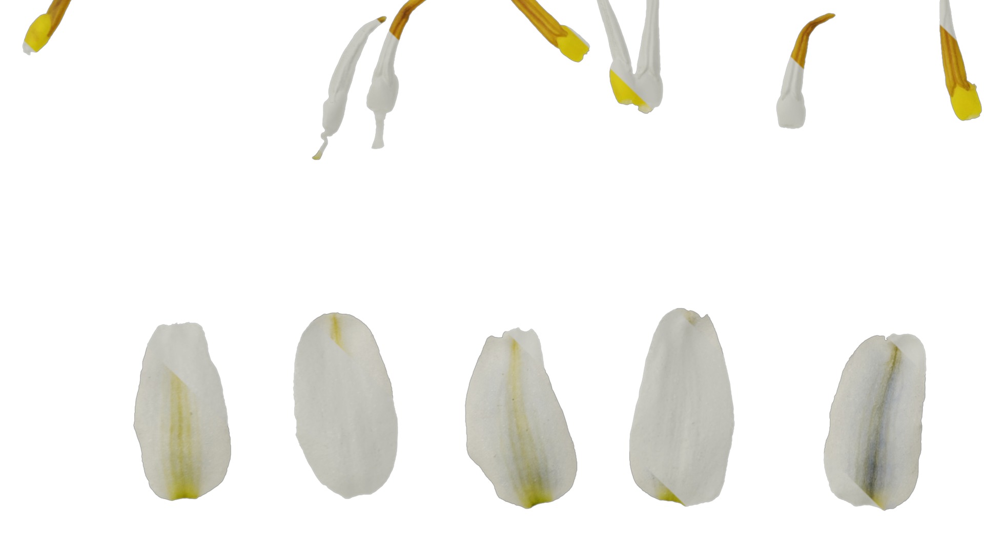 Anydrafts Dianella ensifolia white variegated Flower 01 Texture_5
