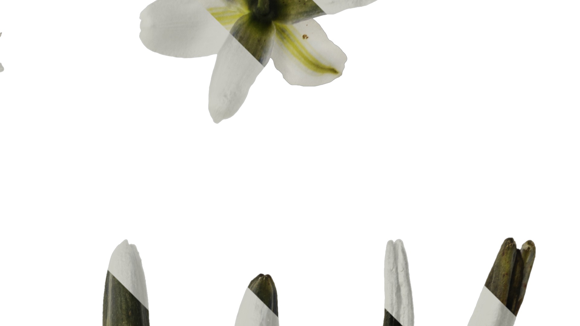 Anydrafts Dianella ensifolia white variegated Flower 01 Texture_2