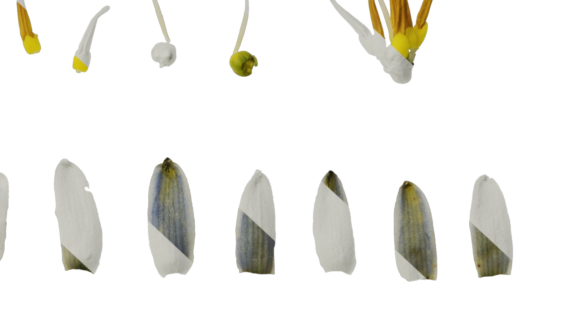 Anydrafts Dianella ensifolia white variegated Flower 01 Texture_6