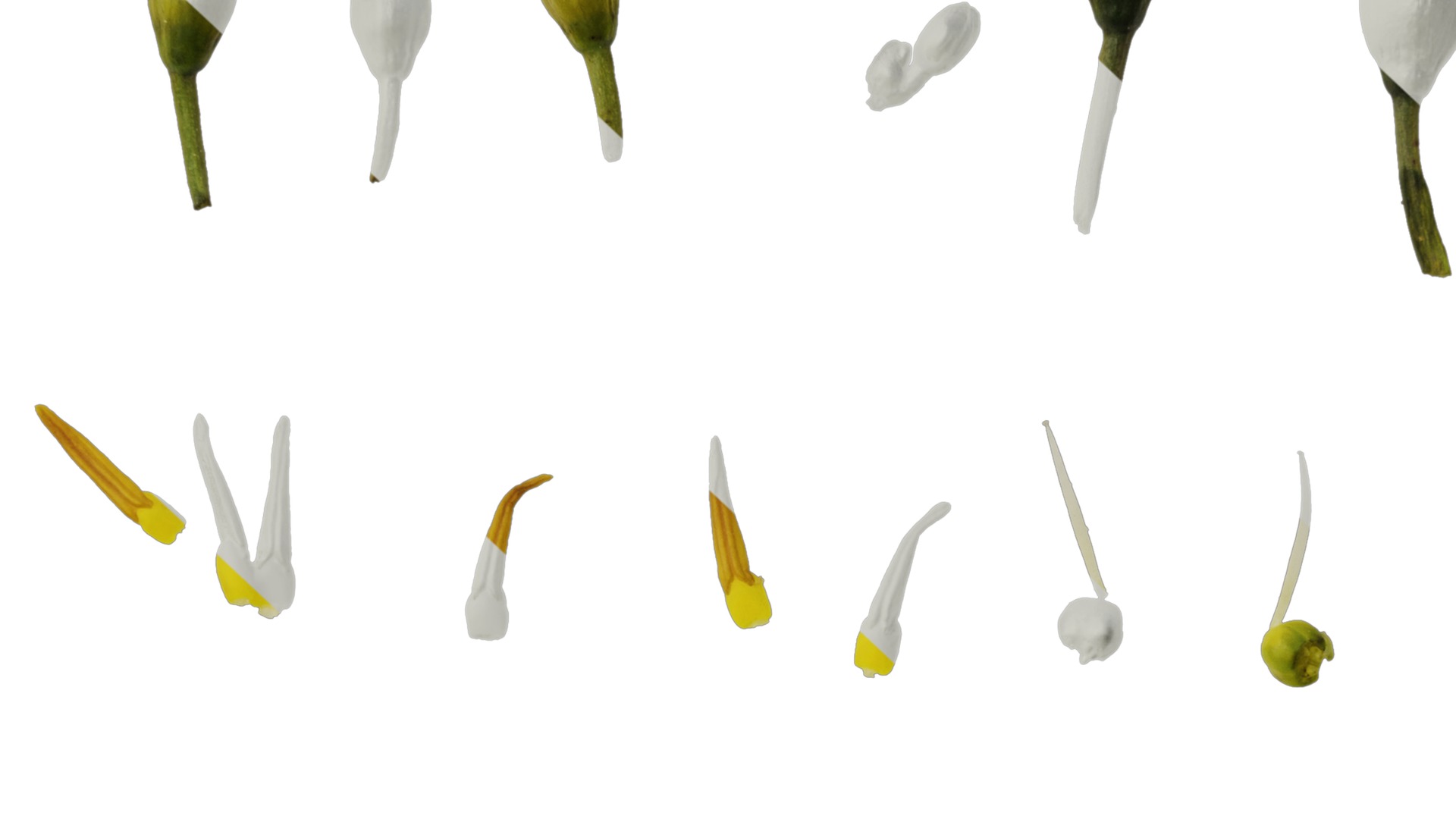 Anydrafts Dianella ensifolia white variegated Flower 01 Texture_7