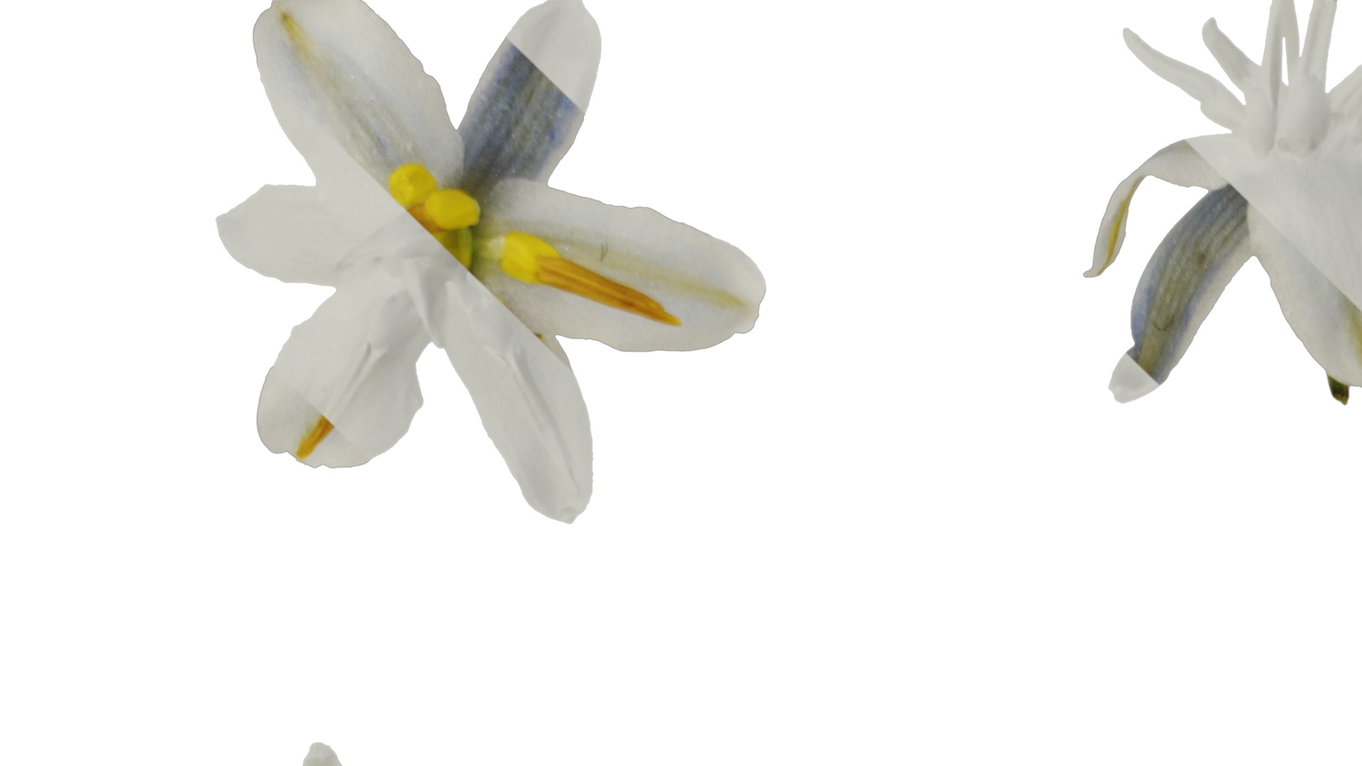 Anydrafts Dianella ensifolia white variegated Flower 01 Texture_1