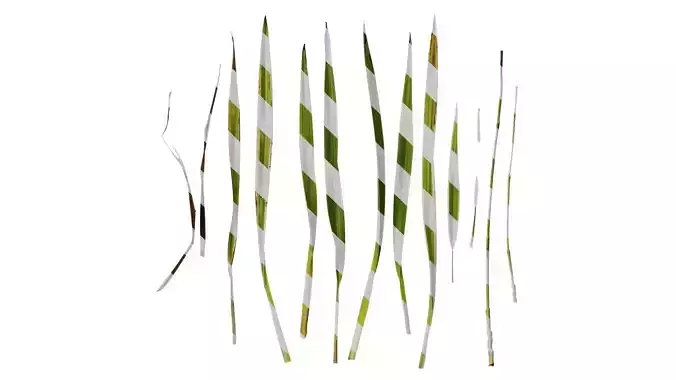 Anydrafts Dianella ensifolia white variegated Leaf 01