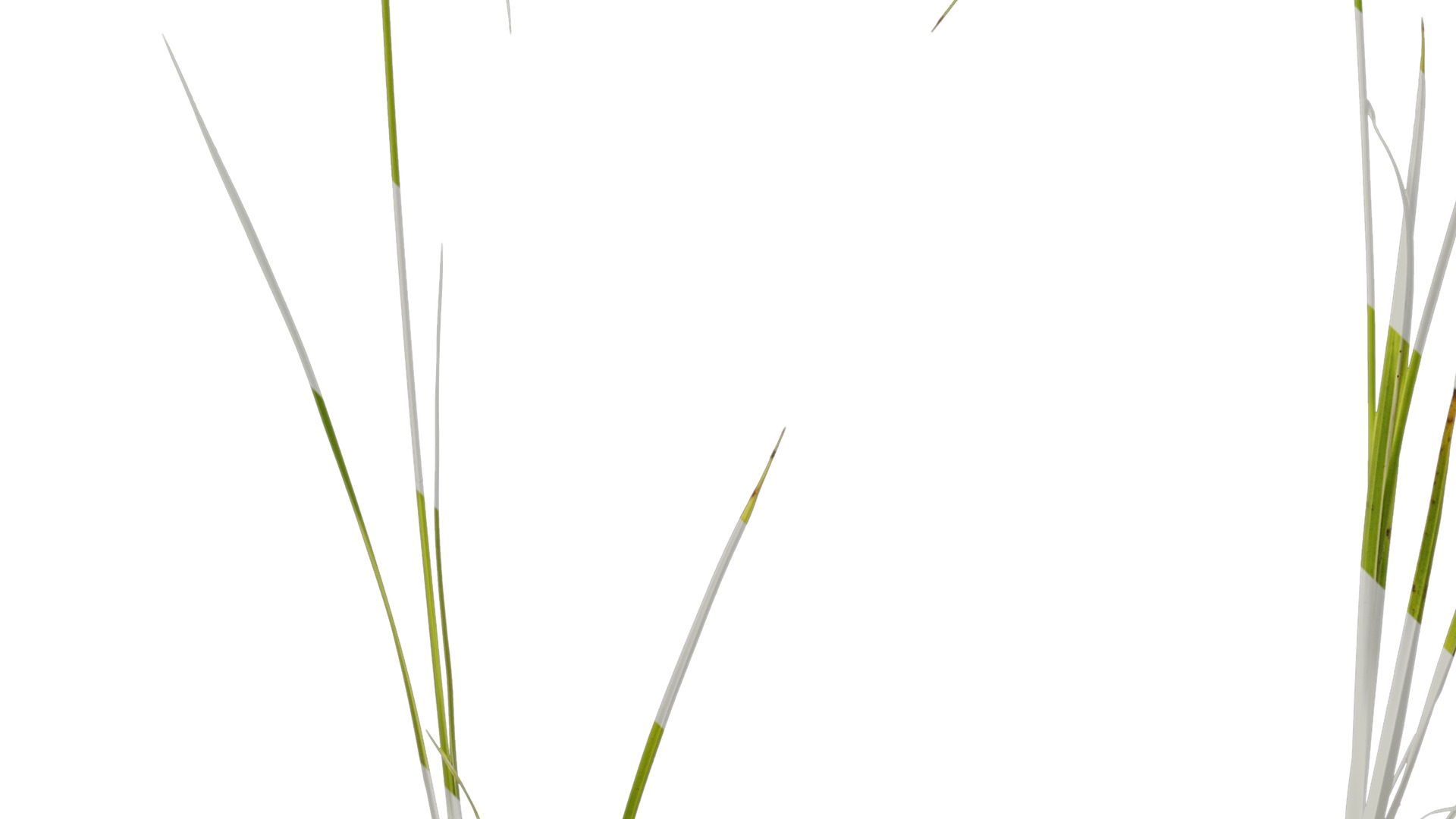 Anydrafts Dichromena colorata Atlas 01 Texture_3