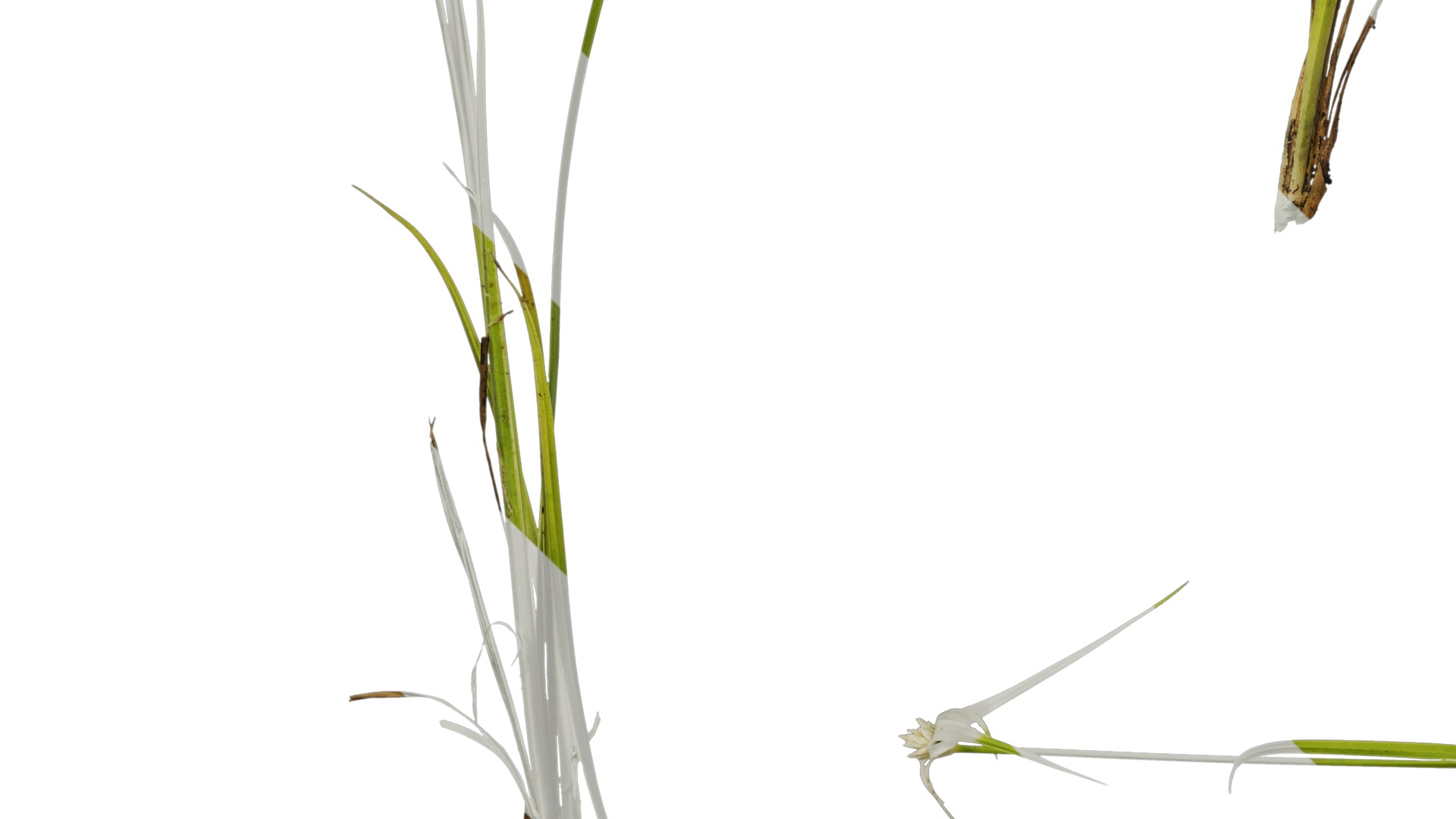 Anydrafts Dichromena colorata Atlas 01 Texture_5