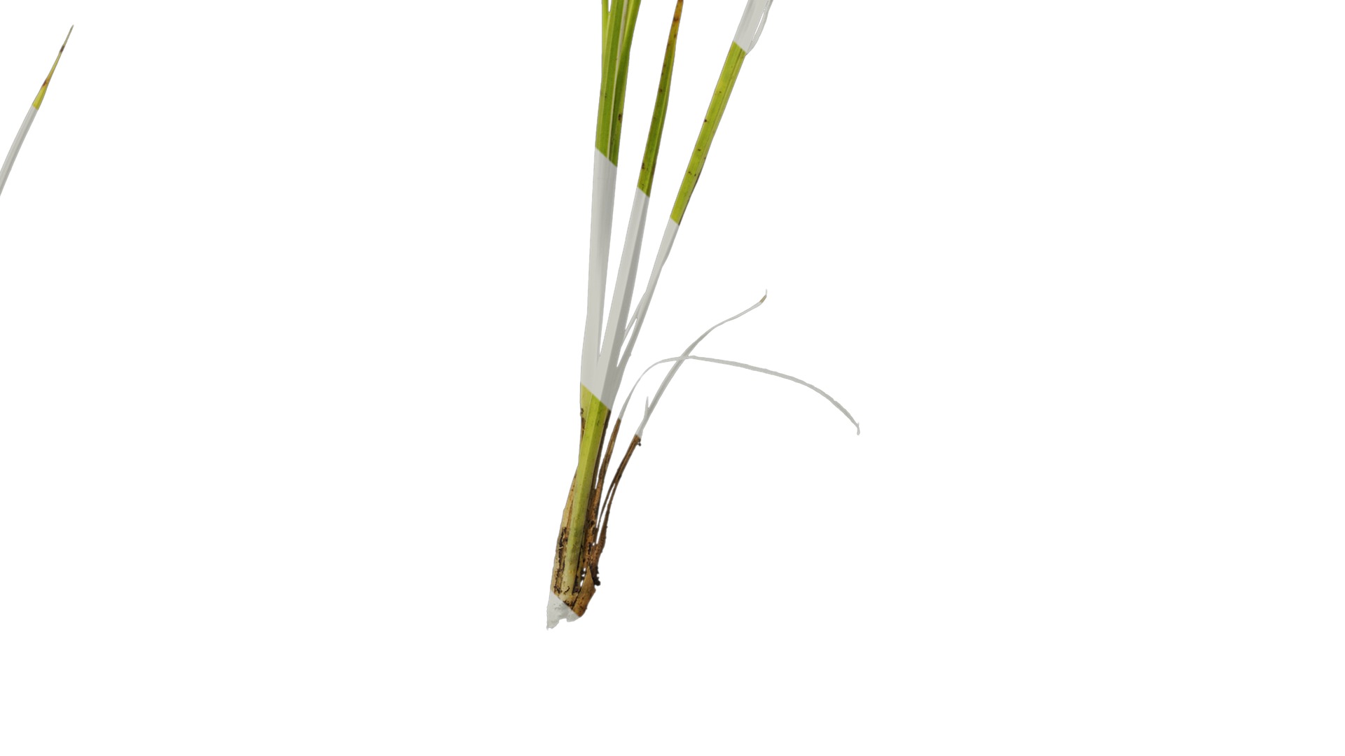 Anydrafts Dichromena colorata Atlas 01 Texture_7