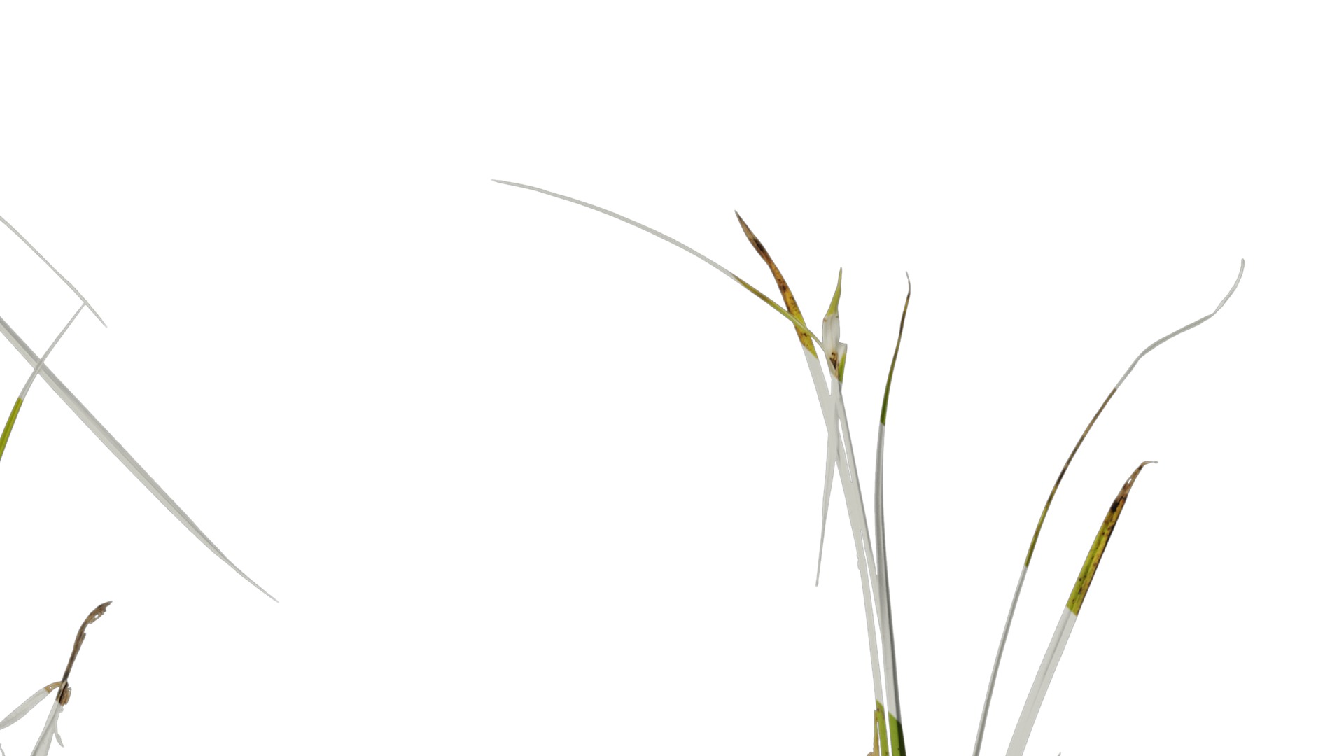 Anydrafts Dichromena colorata Atlas 01 Texture_2