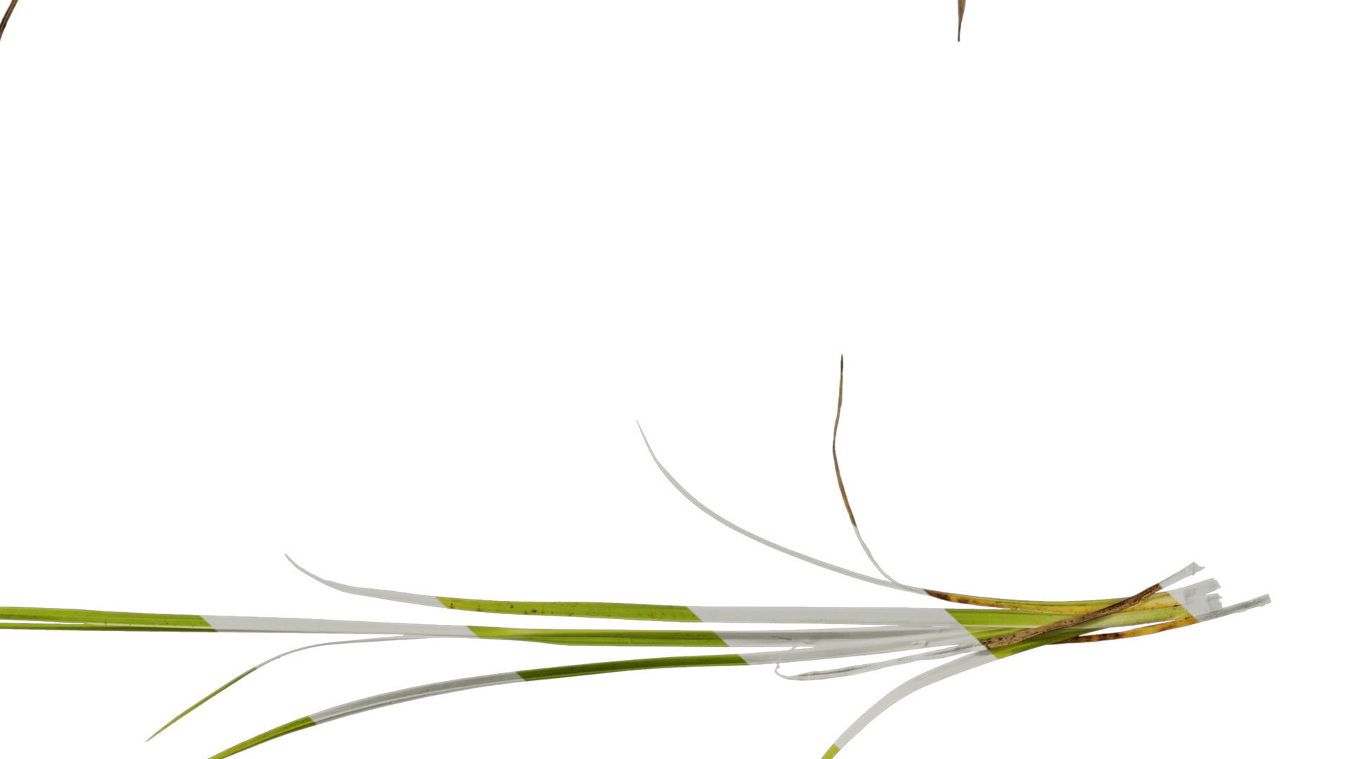 Anydrafts Dichromena colorata Atlas 01 Texture_6