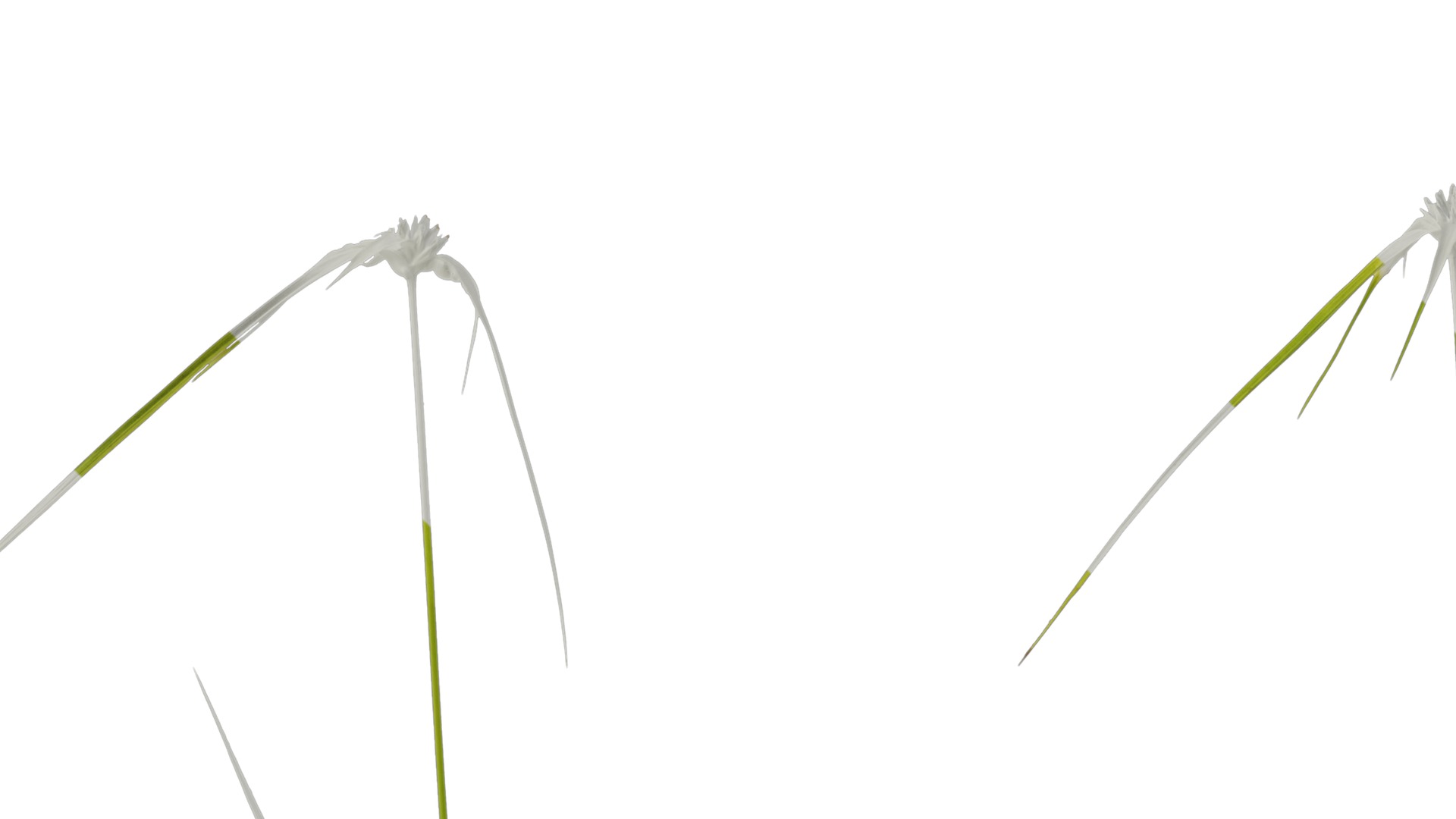 Anydrafts Dichromena colorata Atlas 01 Texture_1