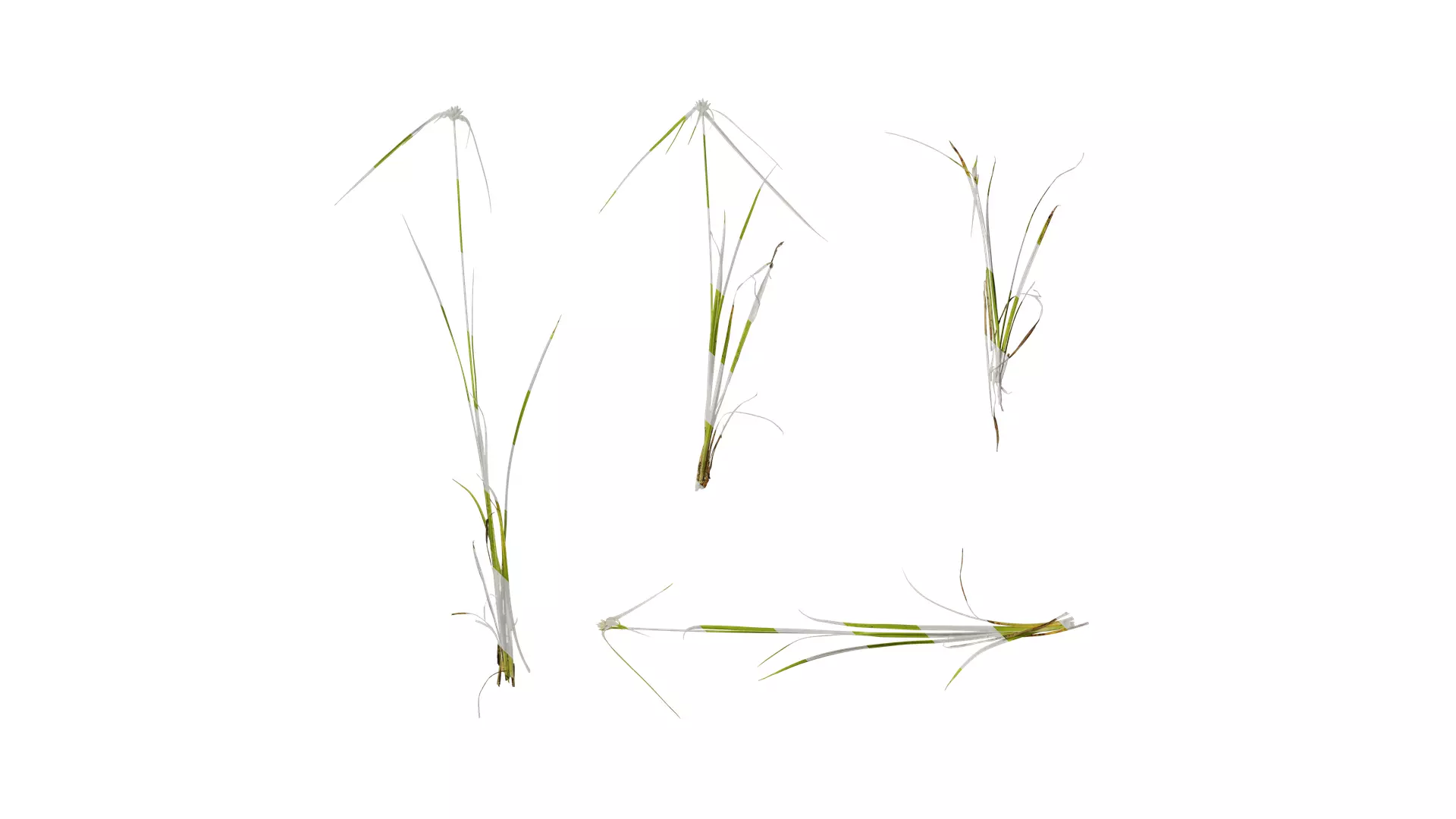 Anydrafts Dichromena colorata Atlas 01 Texture_0