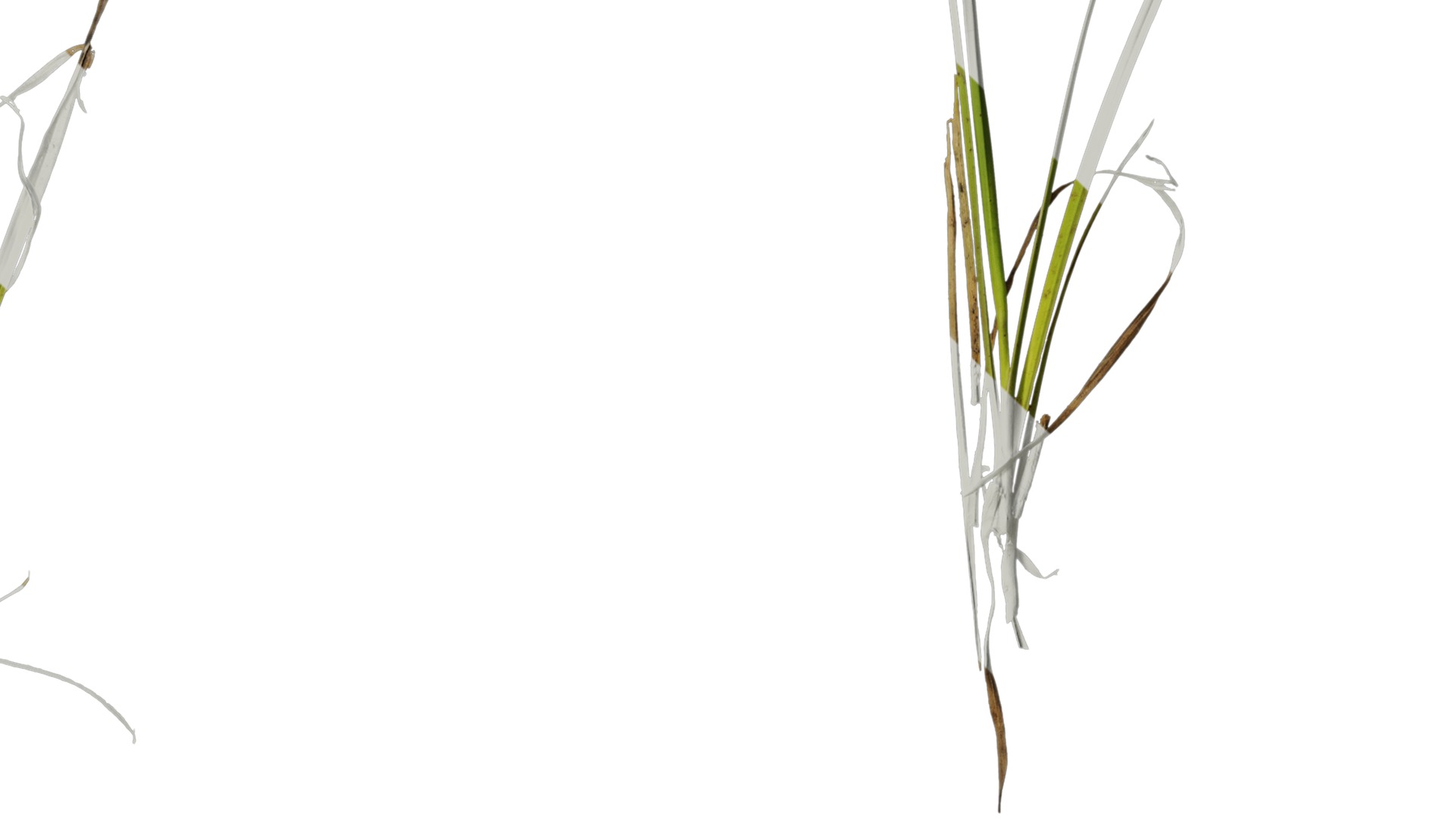 Anydrafts Dichromena colorata Atlas 01 Texture_4