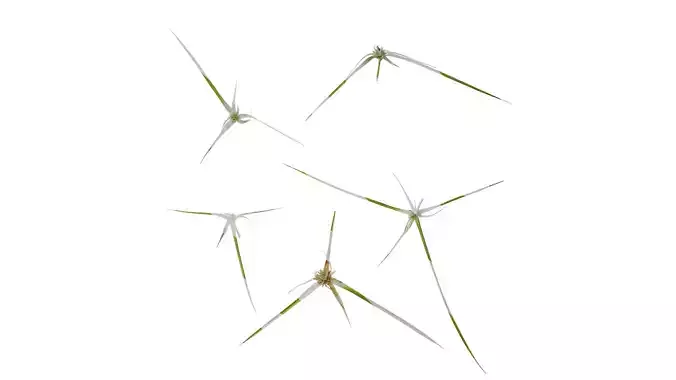 Anydrafts Dichromena colorata Flower 01