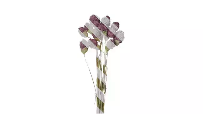 Anydrafts Dipsacus sativus Atlas 01 Texture