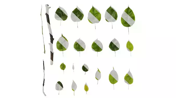 Anydrafts Pyrus Leaf 04 Texture