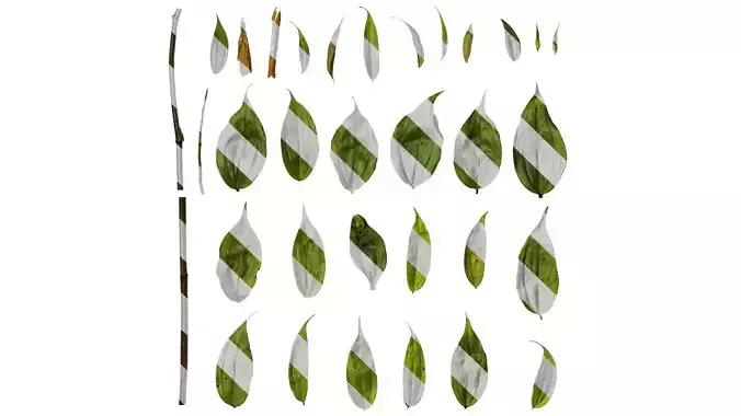 Anydrafts Disporum cantoniense Leaf 01