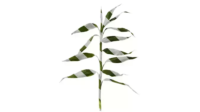 Anydrafts Dracaena sanderiana Atlas 03