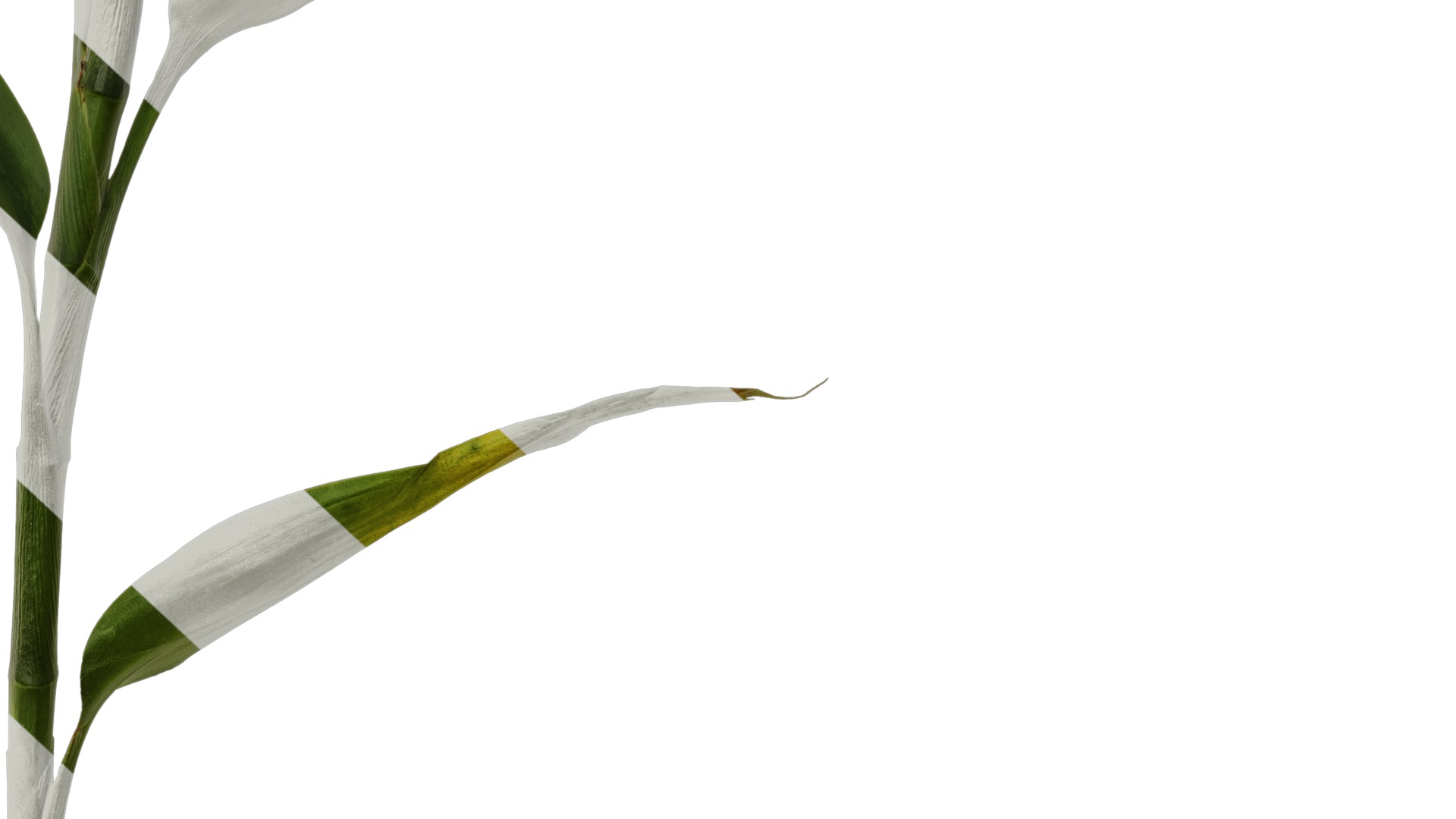 Anydrafts Dracaena sanderiana Atlas 04 Texture_6