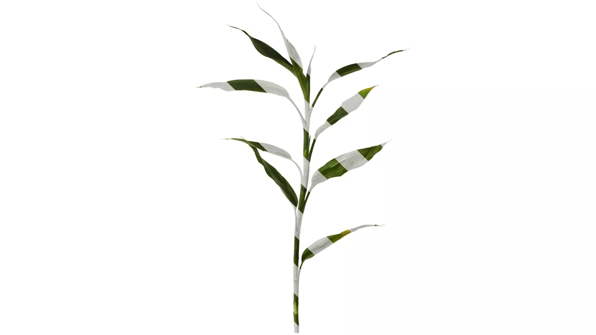 Anydrafts Dracaena sanderiana Atlas 04 Texture_0