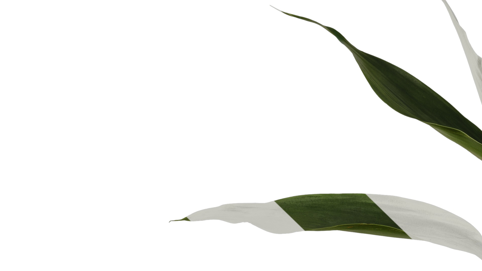 Anydrafts Dracaena sanderiana Atlas 04 Texture_1