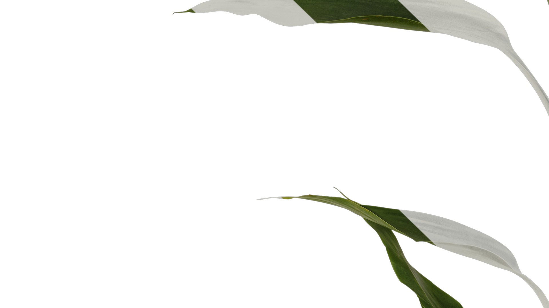 Anydrafts Dracaena sanderiana Atlas 04 Texture_3