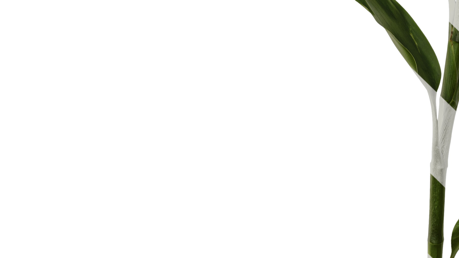 Anydrafts Dracaena sanderiana Atlas 04 Texture_5