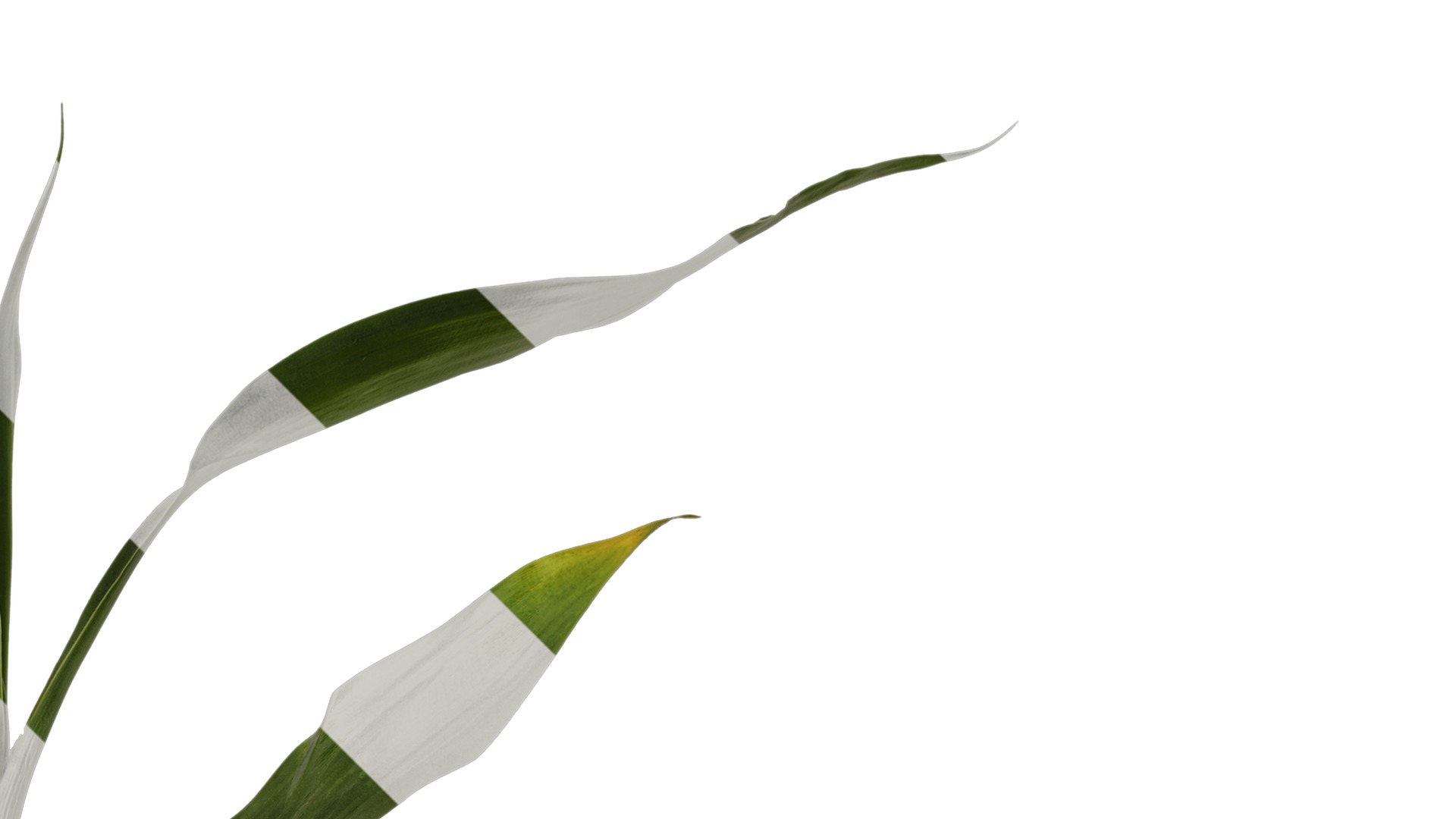 Anydrafts Dracaena sanderiana Atlas 04 Texture_2