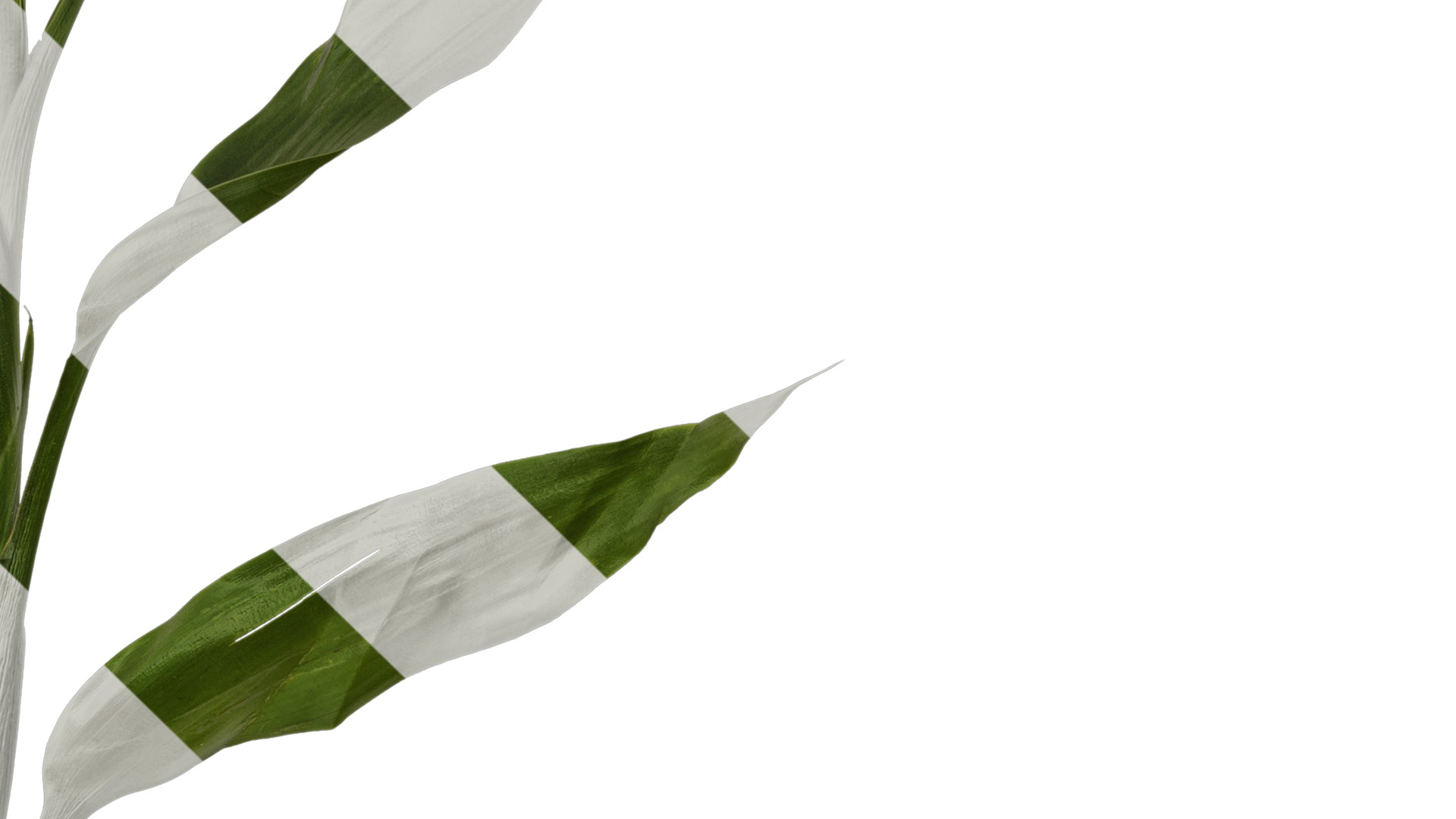 Anydrafts Dracaena sanderiana Atlas 04 Texture_4