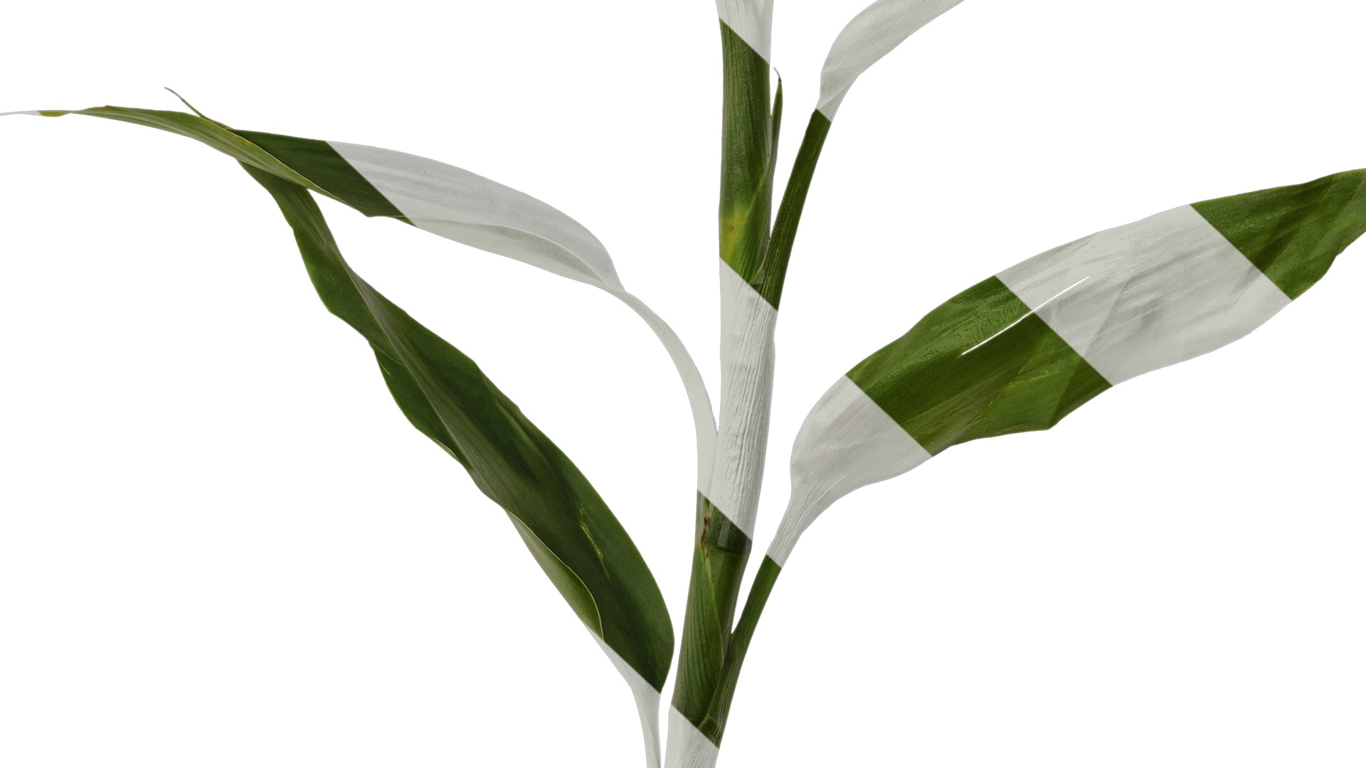 Anydrafts Dracaena sanderiana Atlas 04 Texture_7