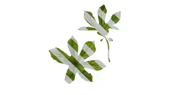 Anydrafts Dysosma versipellis Atlas 01