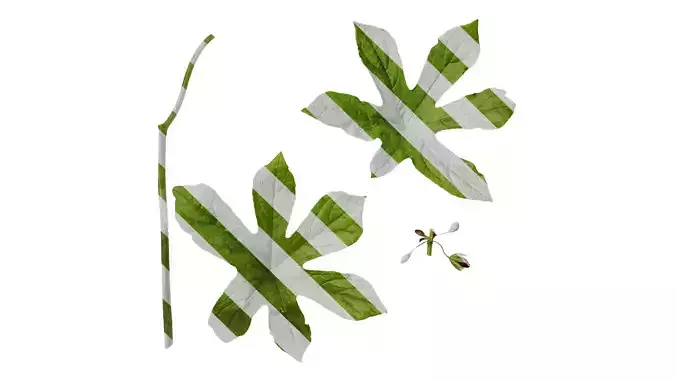 Anydrafts Dysosma versipellis Atlas 02