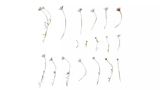 Anydrafts Erigeron acris Atlas 01