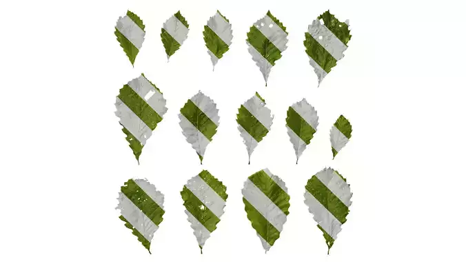 Anydrafts Quercus aliena acutiserrata Leaf 02