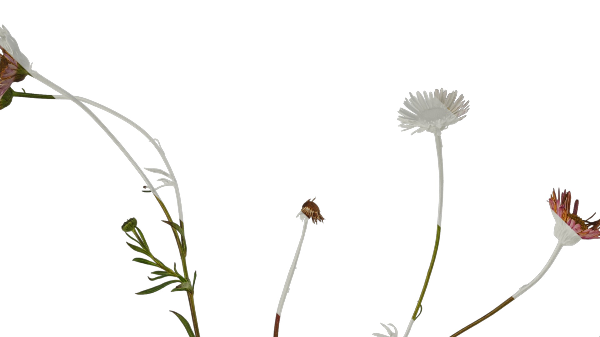 Anydrafts Erigeron acris Atlas 02 Texture_1