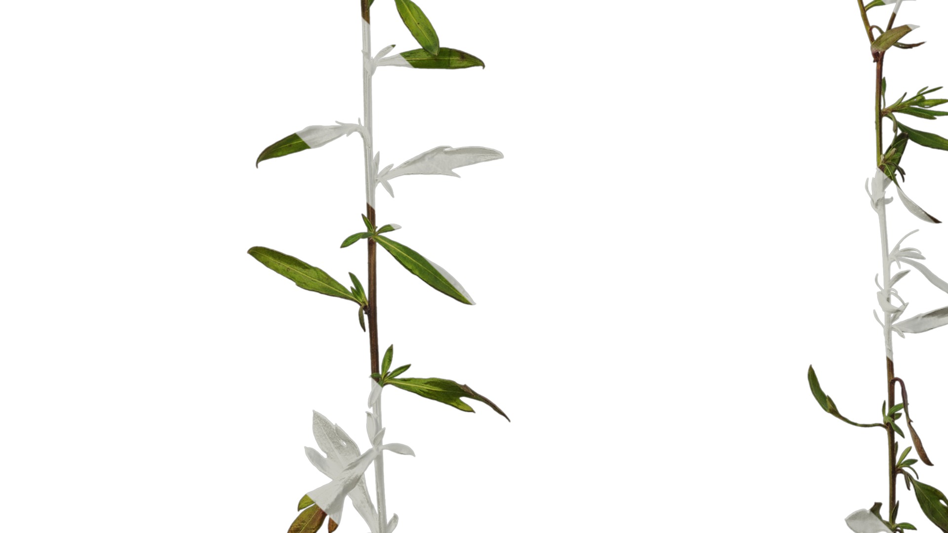 Anydrafts Erigeron acris Atlas 02 Texture_5