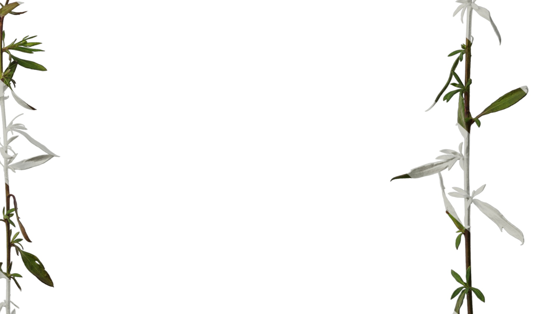 Anydrafts Erigeron acris Atlas 02 Texture_6