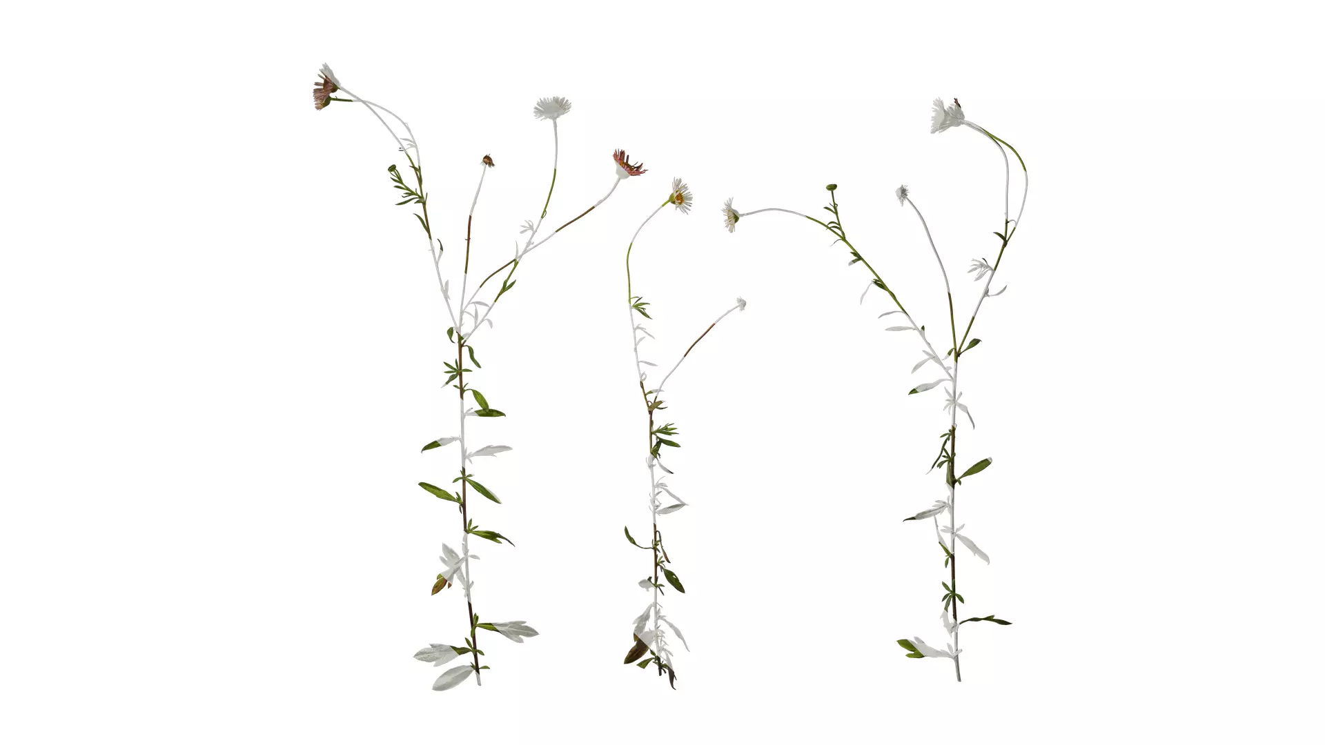 Anydrafts Erigeron acris Atlas 02 Texture_0