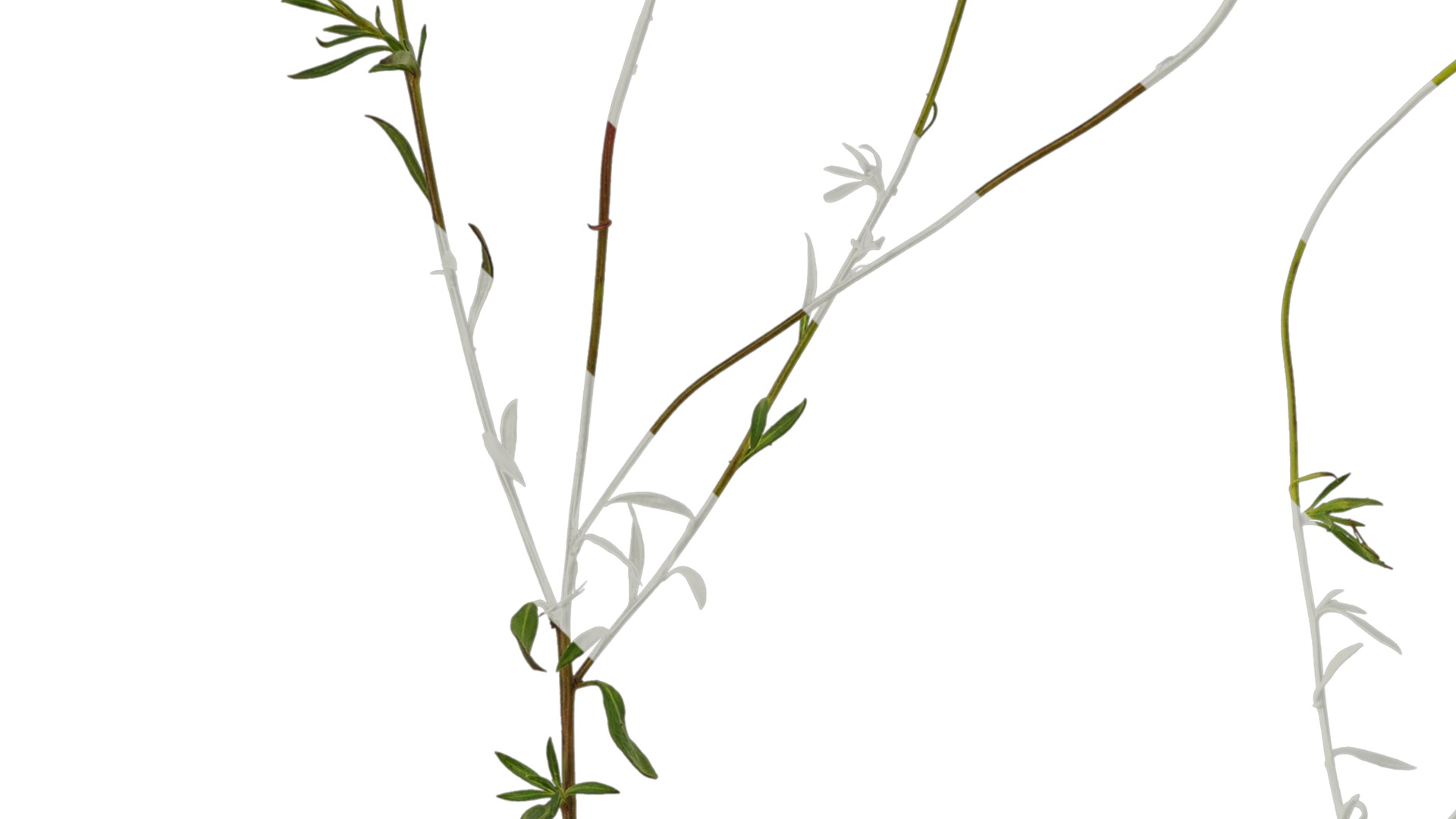 Anydrafts Erigeron acris Atlas 02 Texture_3