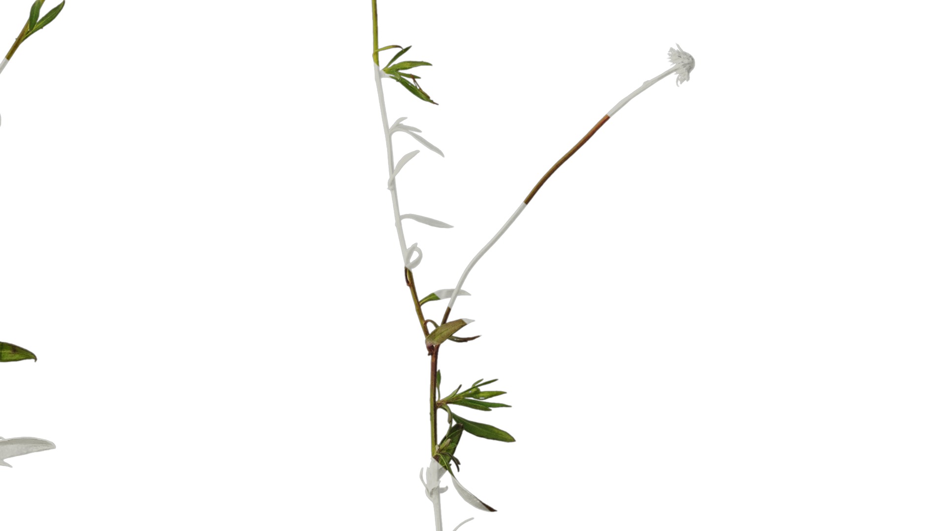 Anydrafts Erigeron acris Atlas 02 Texture_7