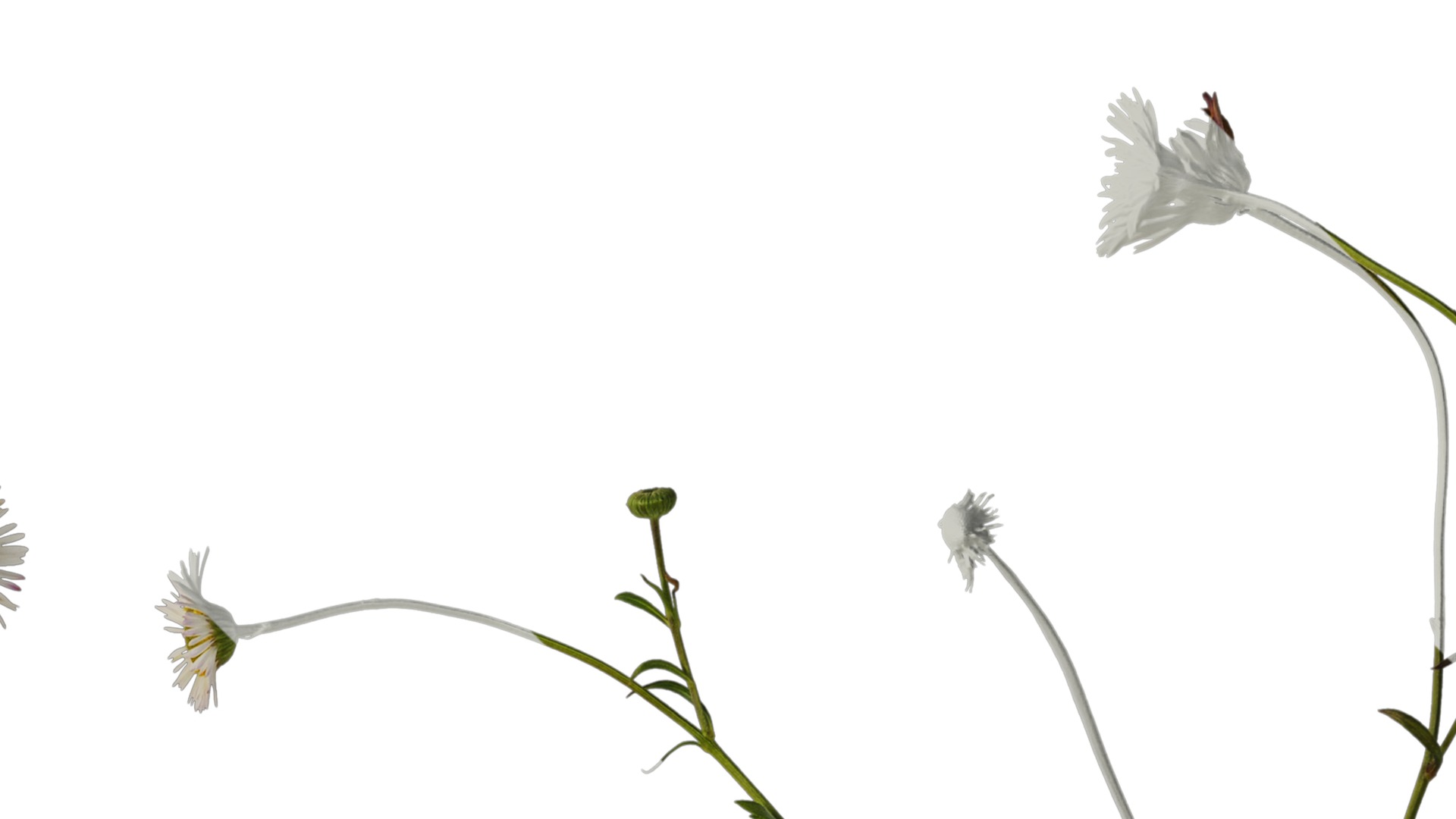 Anydrafts Erigeron acris Atlas 02 Texture_2